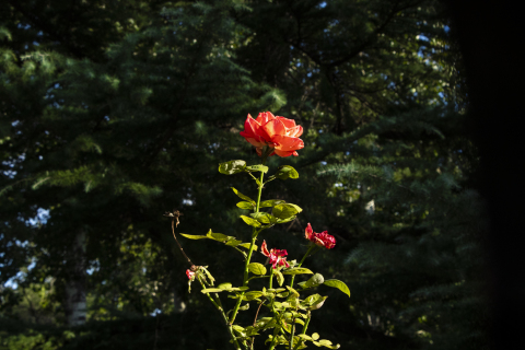 一棵盛开的玫瑰花实拍图