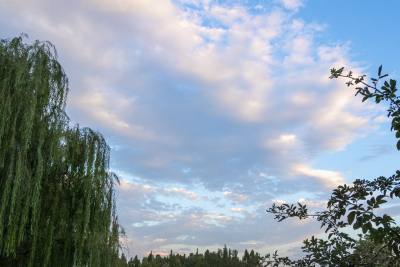 唯美天空公园垂柳美景高清图