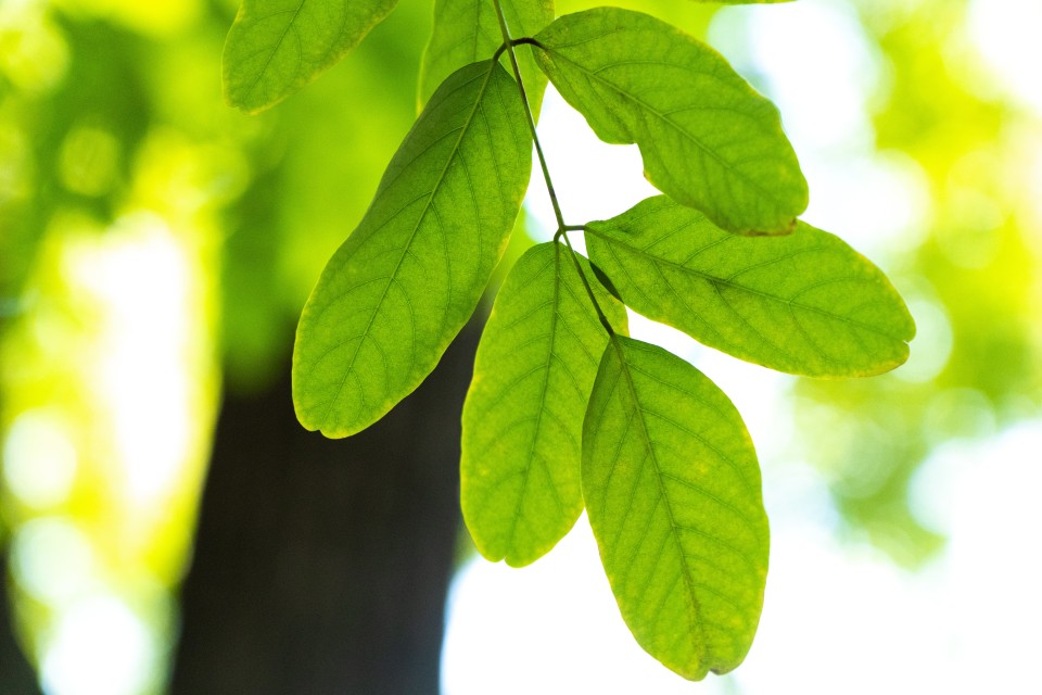 槐树树叶特写近景实拍图