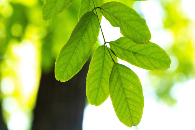 槐树树叶特写近景实拍图