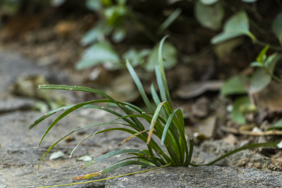 孤单生长的小草实拍图