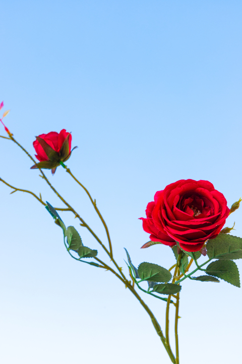 两朵带刺玫瑰实拍图版权图片下载