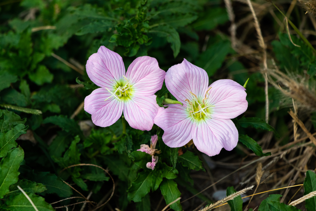被绿叶衬托的小花实拍图版权图片下载