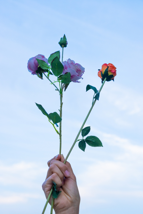 红玫瑰和紫玫瑰实拍图版权图片下载