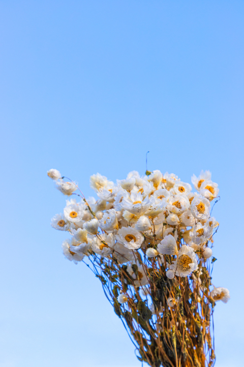 蓝天背景里的一束小雏菊实拍图版权图片下载
