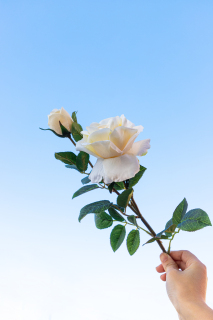 一枝白玫瑰和天空高清图
