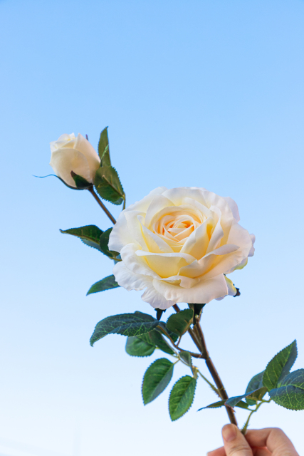 盛开和含苞待放实拍图