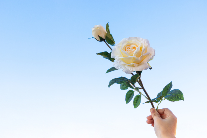 盛开的白玫瑰近景高清图版权图片下载