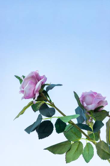 两朵紫色玫瑰实拍图