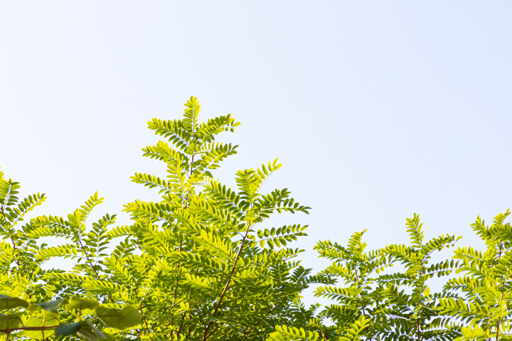 天气晴朗植物叶子越发翠绿实拍图版权图片下载