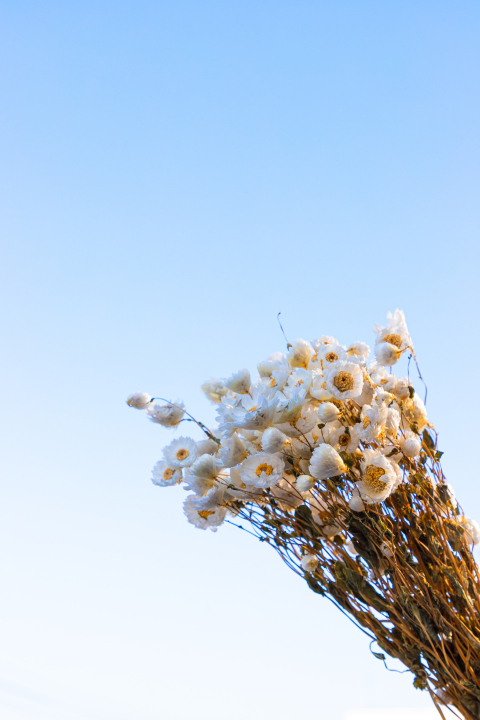 一束白色小雏菊实拍图版权图片下载