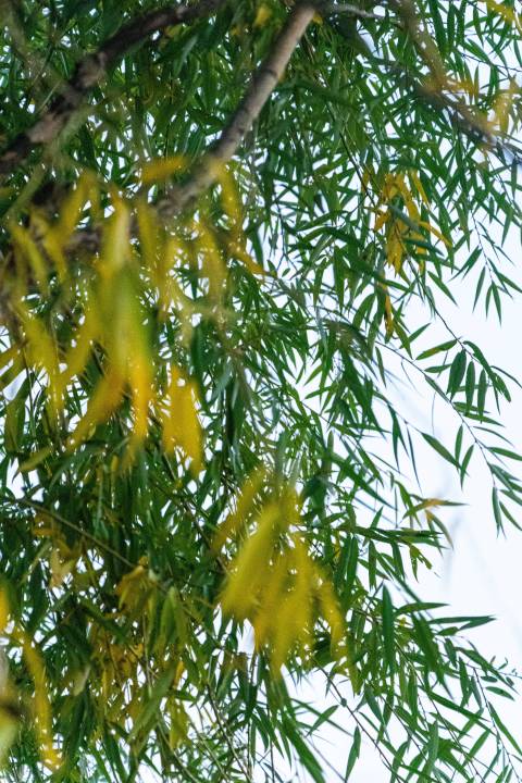 秋天变黄的柳树枝条实拍图版权图片下载