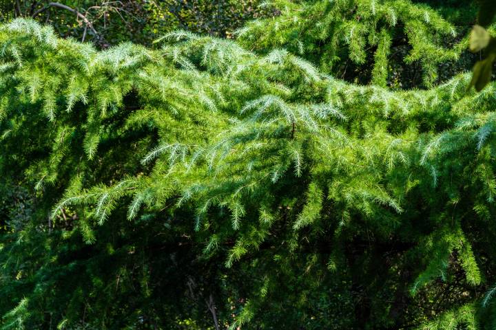 阳光下反光的松树丛实拍图版权图片下载