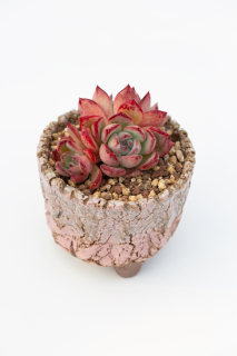 红色多肉植物高清图