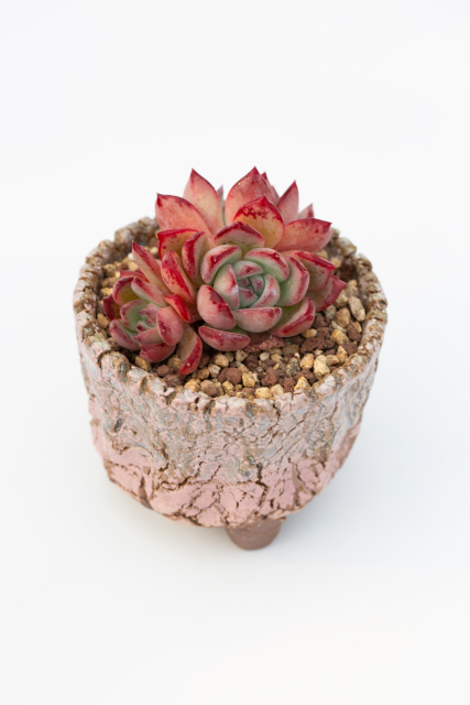 红色多肉植物高清图