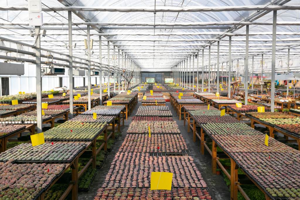 景观植物多肉养殖基地版权图片下载