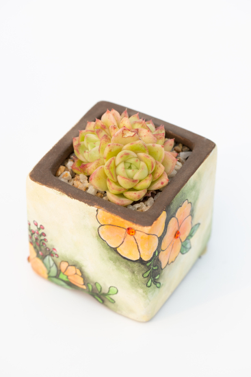 简约印章多肉花盆植物图片