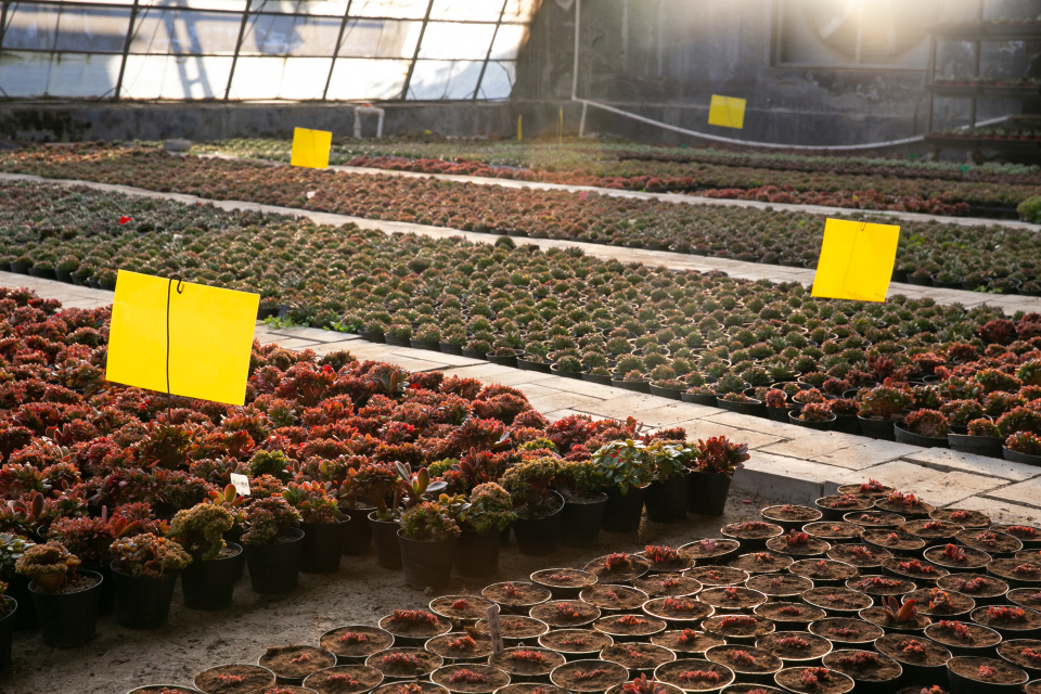 景观植物多肉温室培育实拍图