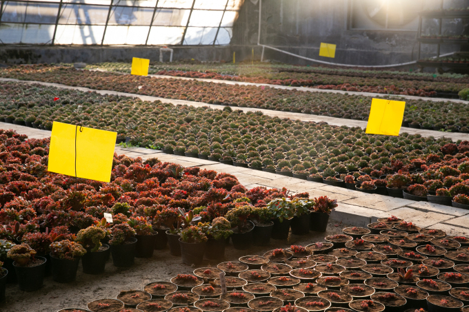 景观植物多肉温室培育实拍图