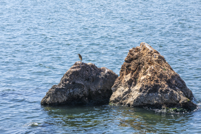 海边怪石海鸥近景实拍图