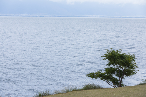 海边大树绿植风景高清图