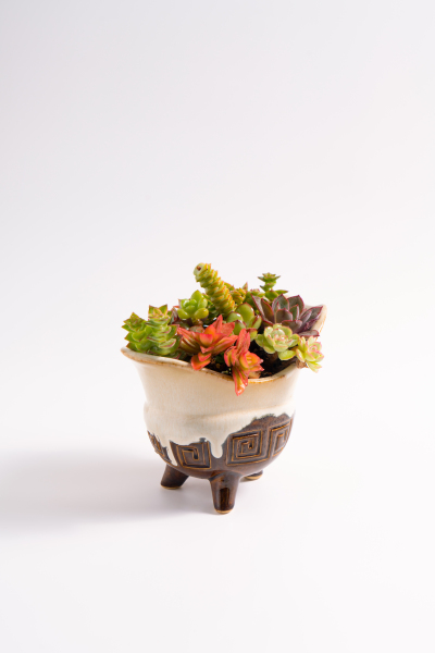 古典陶瓷罐多肉植物高清图