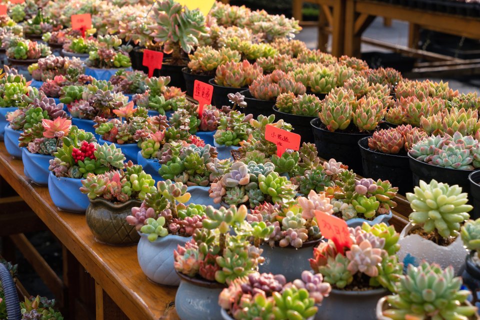 多肉培养温室大棚实拍图