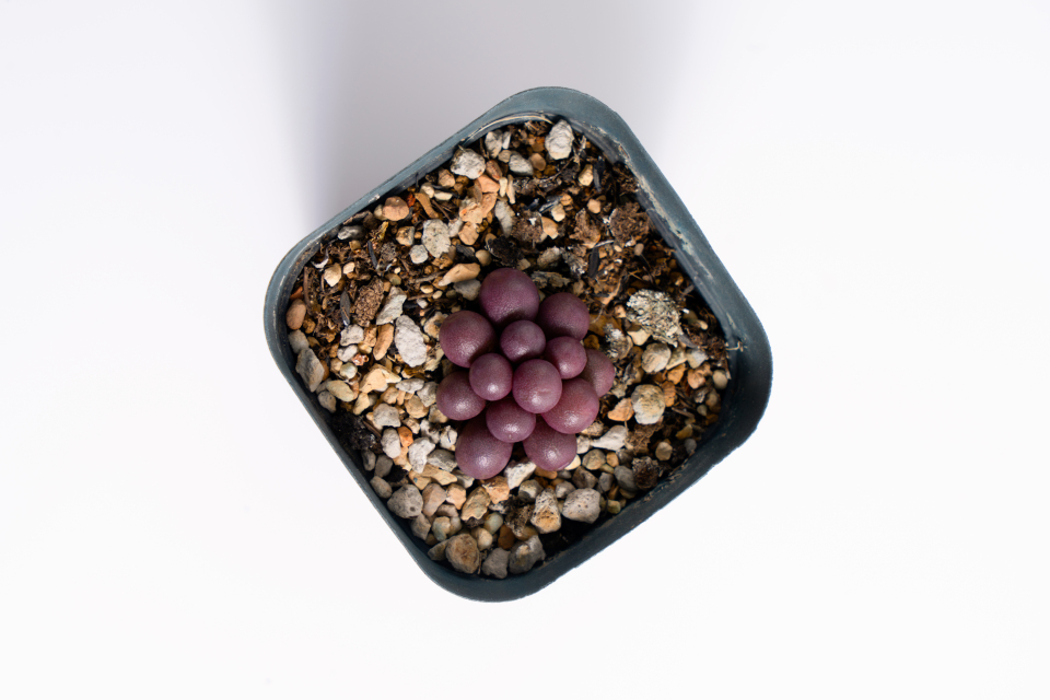 紫色多肉桌面盆栽摆件实拍图