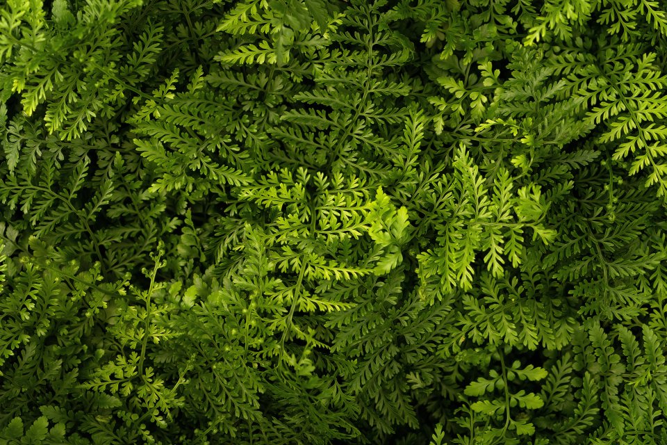 丛林树叶高清特写实拍图