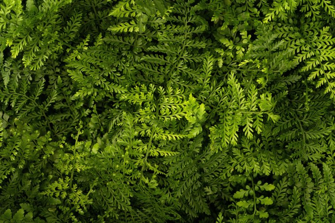 丛林树叶高清特写实拍图