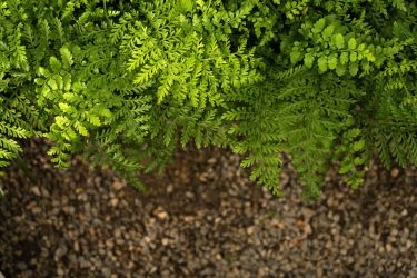 鲜艳小叶绿色植物高清图