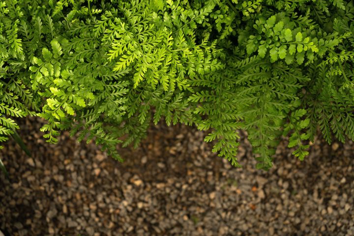 鲜艳小叶绿色植物高清图版权图片下载