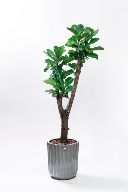 绿油油的大琴叶榕盆栽实拍图