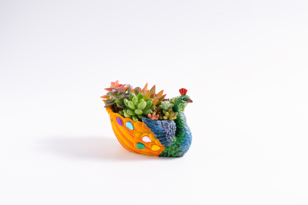 鸳鸯花盆多肉植物高清图版权图片下载