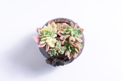 群生好看的多肉盆栽高清图