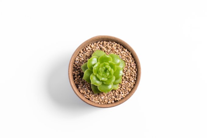 绿油油的盆栽多肉高清图