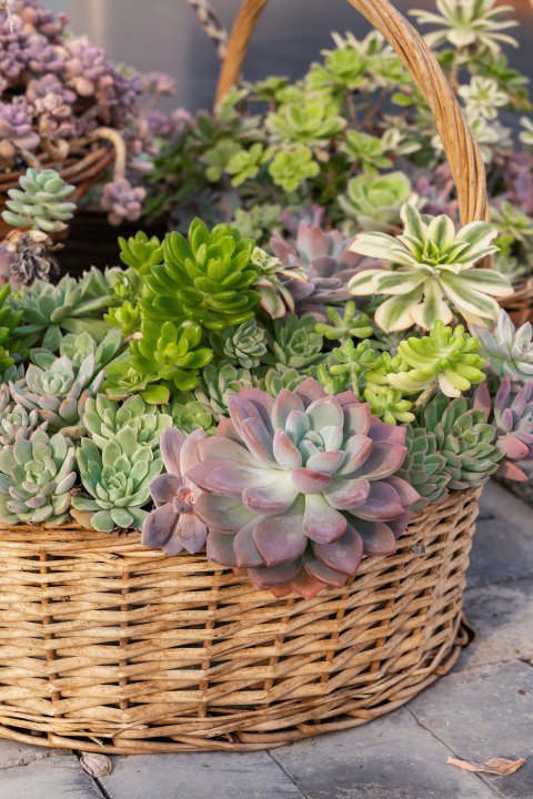 花篮里的绿植植物实拍图版权图片下载