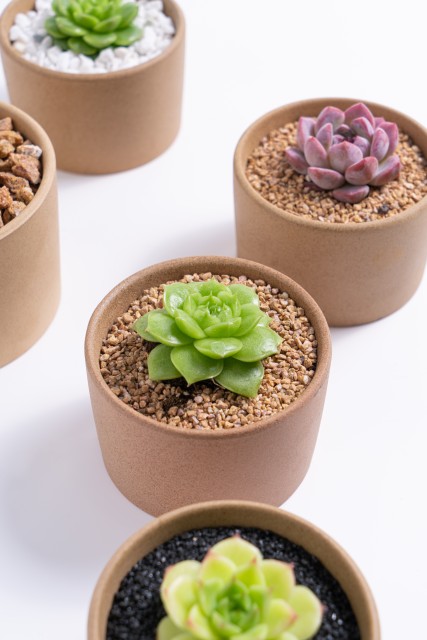 春天多肉盆栽近景实拍图