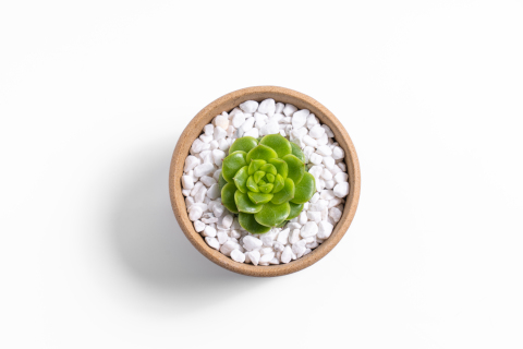 翠绿的多肉植物盆栽实拍图