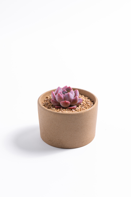 红色多肉植物盆栽摆件高清图