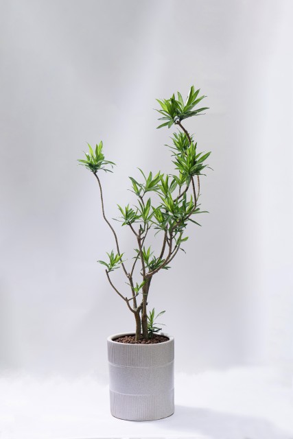 姿态优美盆栽植物摆件实拍图