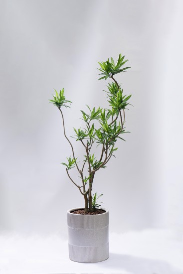 姿态优美盆栽植物摆件实拍图