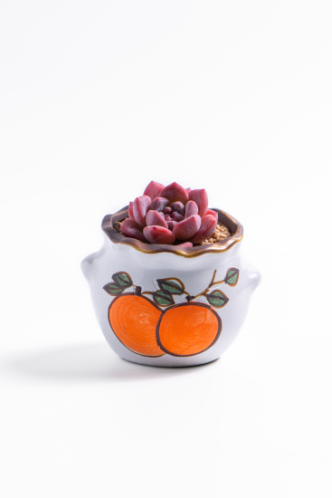 芙蓉雪莲多肉盆栽高清图