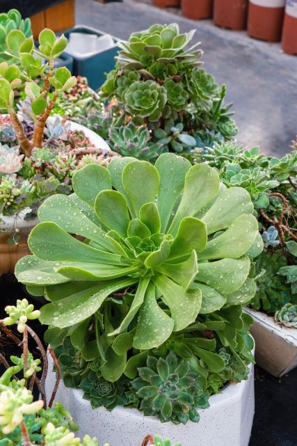 大叶绿色植物盆栽高清图