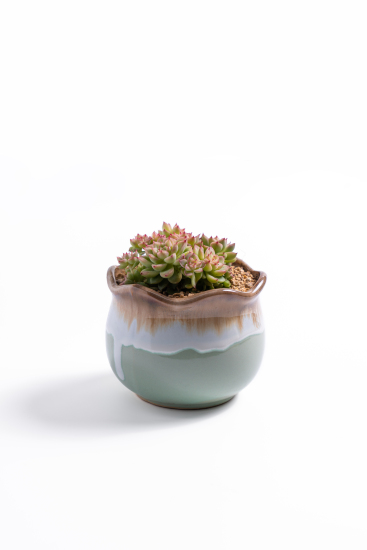 办公桌装饰多肉盆栽高清图