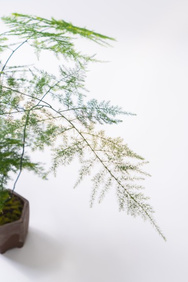 文竹绿植室内摆件盆栽枝干细节实拍图