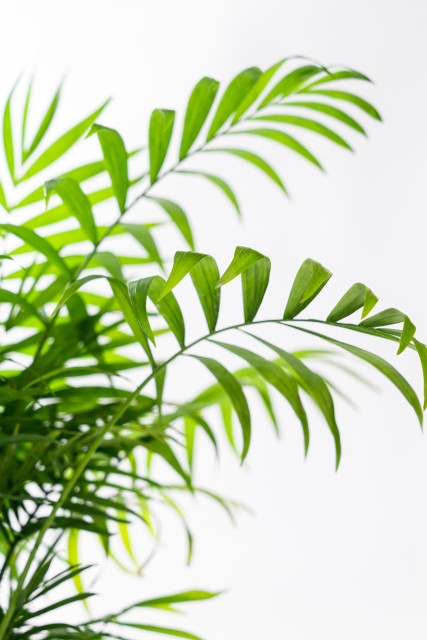 绿叶近景盆景盆栽高清图