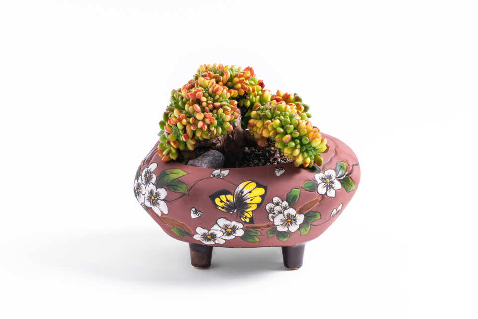 室内创意盆栽多肉实拍图