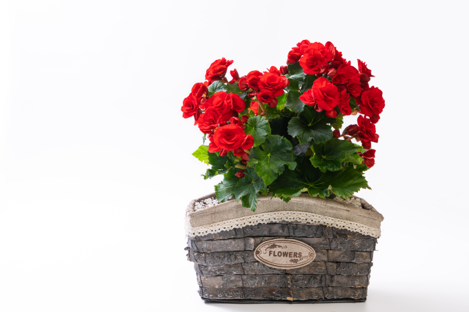 绿叶鲜花盆景花篮高清图