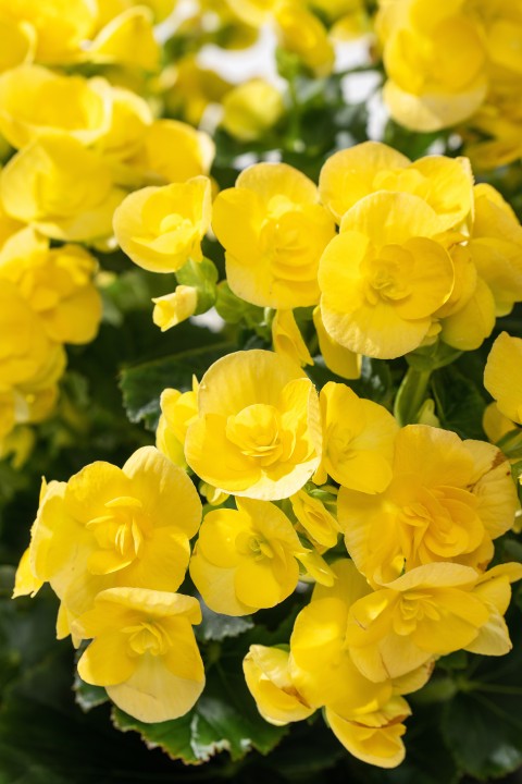 漂亮的黄色鲜花盆栽高清图版权图片下载
